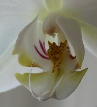 2012-02-09-orchid